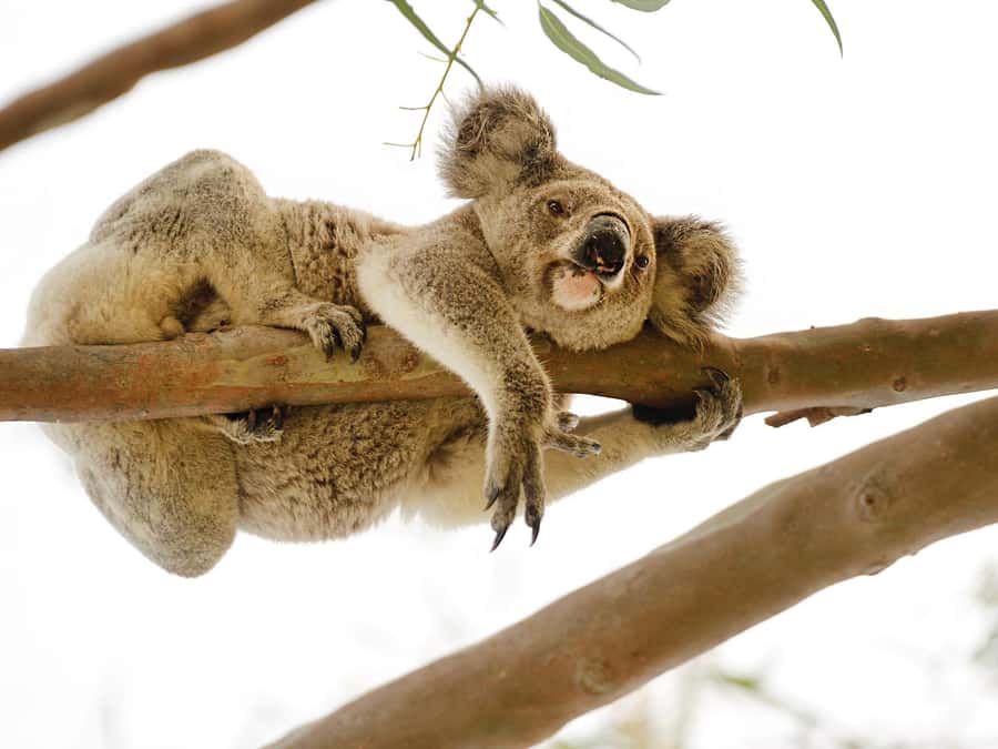 Magnetic Island: West Coast Eco Adventure Bus Tour - Key points about the West Coast Eco Adventure