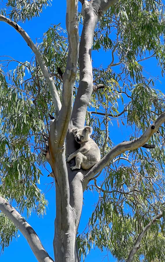 Magnetic Island: West Coast Eco Adventure Bus Tour - The return through Picnic Bay completes the story