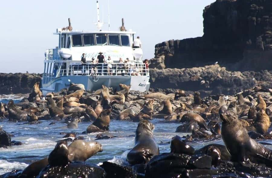 Melbourne: Phillip Island Tour w/ Hop-on Bus or Seal Cruise - Key points to know before you book