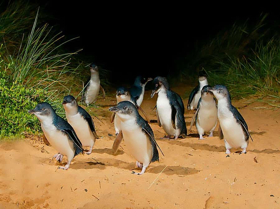 Melbourne: Phillip Island Tour w/ Hop-on Bus or Seal Cruise - San Remo: a useful first taste of the coast