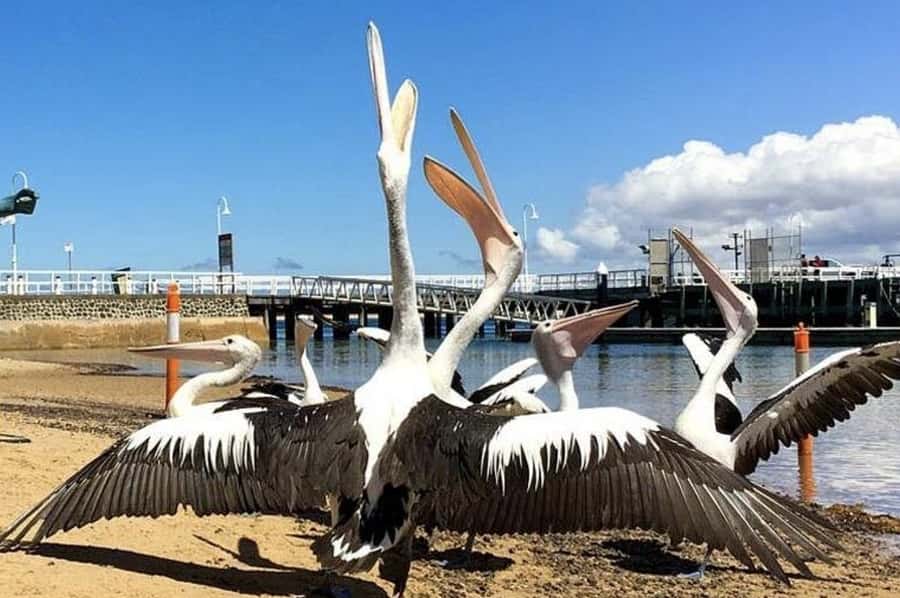 Melbourne: Phillip Island Tour w/ Hop-on Bus or Seal Cruise - Two hours in Cowes after the boat