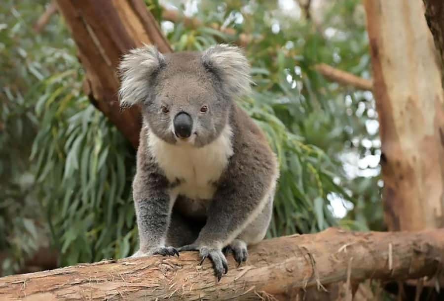 Melbourne: Phillip Island Tour w/ Hop-on Bus or Seal Cruise - The Nobbies is the day’s calmest half hour