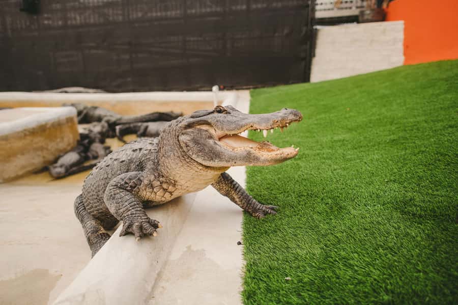 Miami: Everglades Experience, Bay Cruise & Open-Top Bus Tour - What this $80 Miami combination really offers