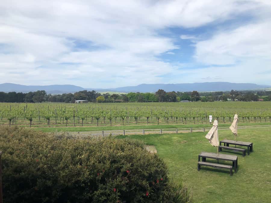 Mornington Peninsula Winery Bus Tour with Lunch & Wine - Key points at a glance