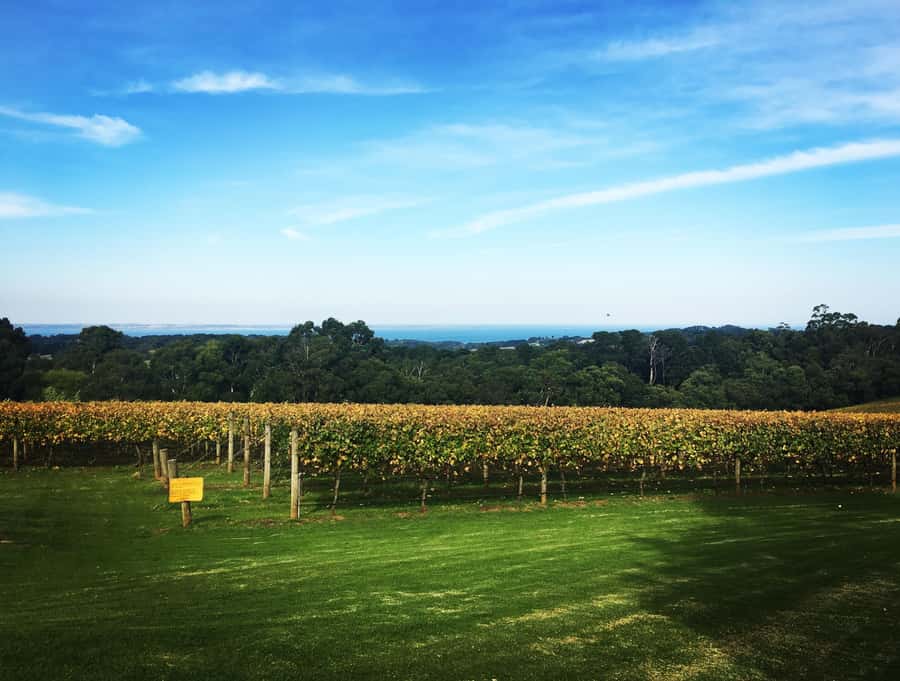 Mornington Peninsula Winery Bus Tour with Lunch & Wine - Four wineries, four chances to compare