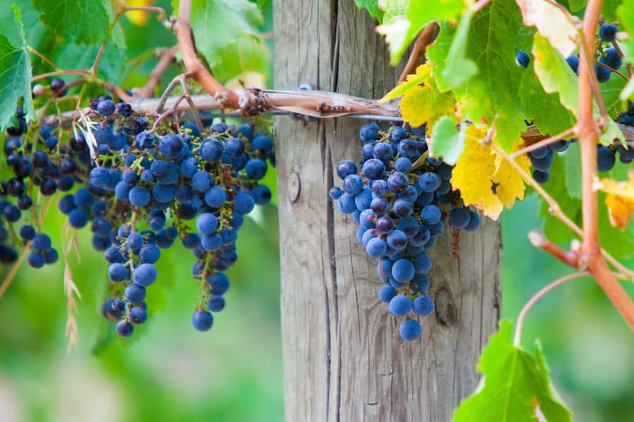 Mornington Peninsula Winery Bus Tour with Lunch & Wine - Leaving Melbourne for the peninsula