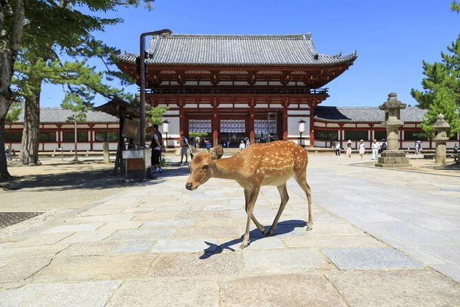 NARUTO & BORUTO at Nijigen no Mori Park Entry& Bus Transportation - Is the $54.19 price good value?