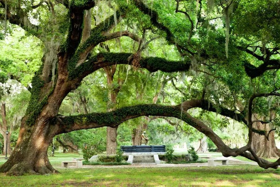 New Orleans: City and Cemetery Bus Tour Garden District Walk - Lake Pontchartrain and the city’s water story