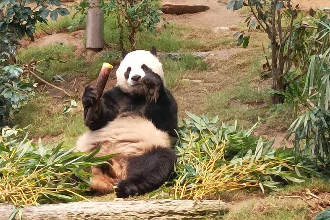 Ocean Park Full-Day Coach Tour with Hotel Pickup in Kowloon Area from Hong Kong - Key points before you book