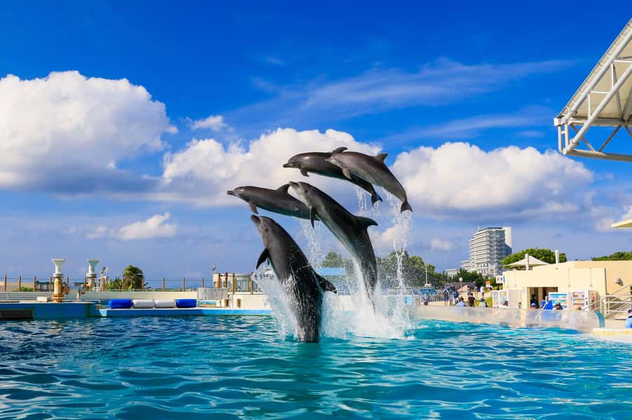 Okinawa: Bus Tour to Churaumi Aquarium with Sightseeing - Kariyushi Beach and the glass-bottom boat