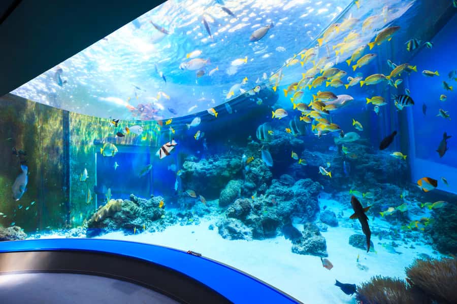 Okinawa: Bus Tour to Churaumi Aquarium with Sightseeing - Walking under 300-year-old fukugi trees at Bise