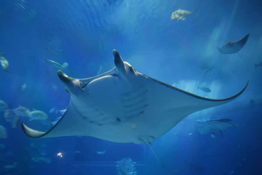 Okinawa: Bus Tour to Churaumi Aquarium with Sightseeing - Three hours inside Churaumi Aquarium
