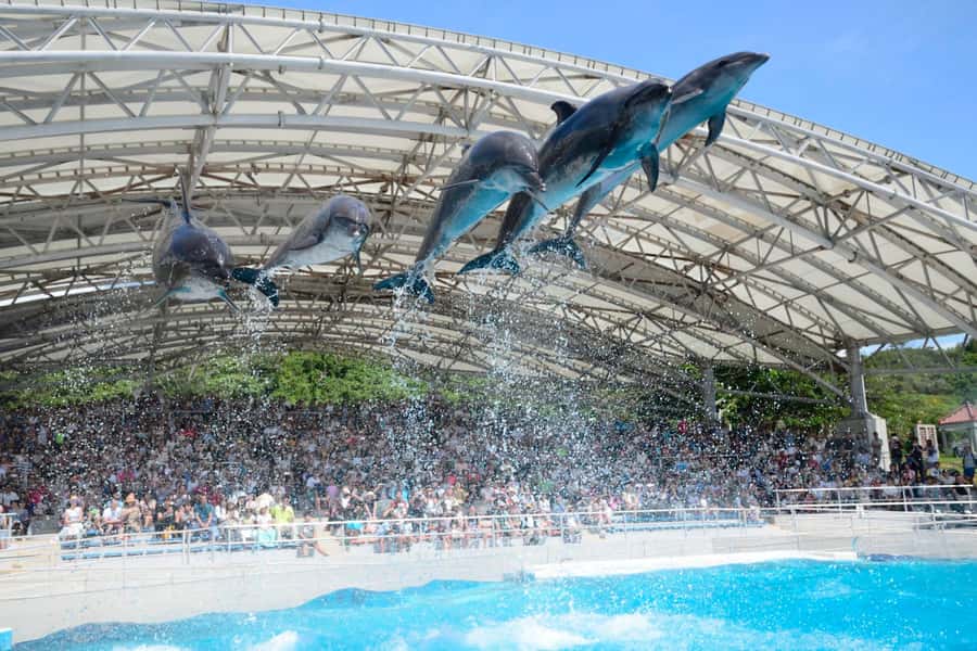 Okinawa: Bus Tour to Churaumi Aquarium with Sightseeing - Practical details that can affect your day