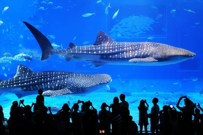 Okinawa: Churaumi Aquarium, Ryukyu Village & Manza Bus Tour - Why this bus tour works for a one-day Okinawa plan