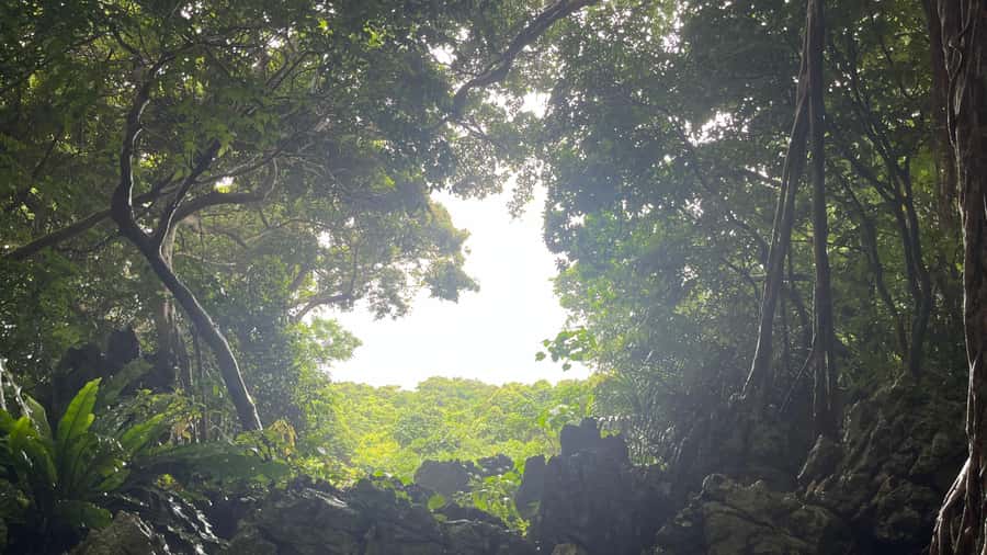 Okinawa: Full-Day Bus Tour to Yanbaru National Park - Daisekirinzan: tropical plants and unusual rock shapes