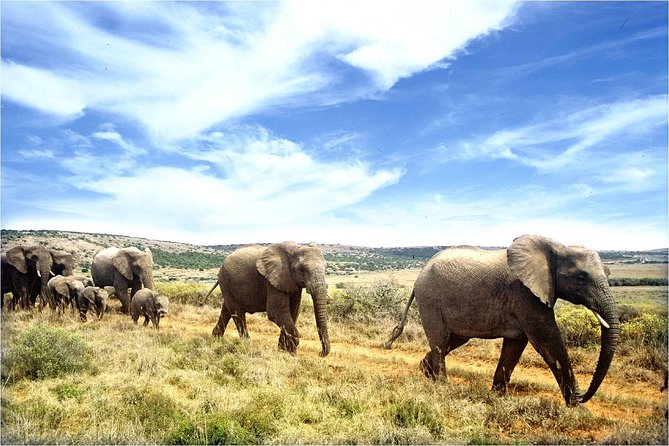 One-Way Hop-on Hop-off Bus from Cape Town to Port Elizabeth - Mossel Bay and Oudtshoorn: the route turns inland