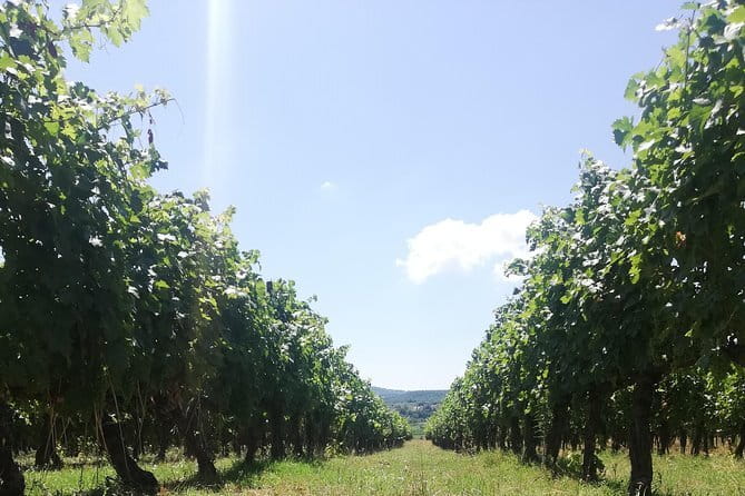 Open Top Van!! Half Day in Chianti with Wine Tasting - Leaving Florence in an open-top van