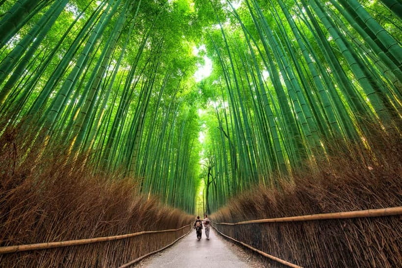Osaka/Kyoto: Katsuoji, Kinkakuji, Arashiyama 1-Day Bus Tour - Arashiyama in 2.5 hours
