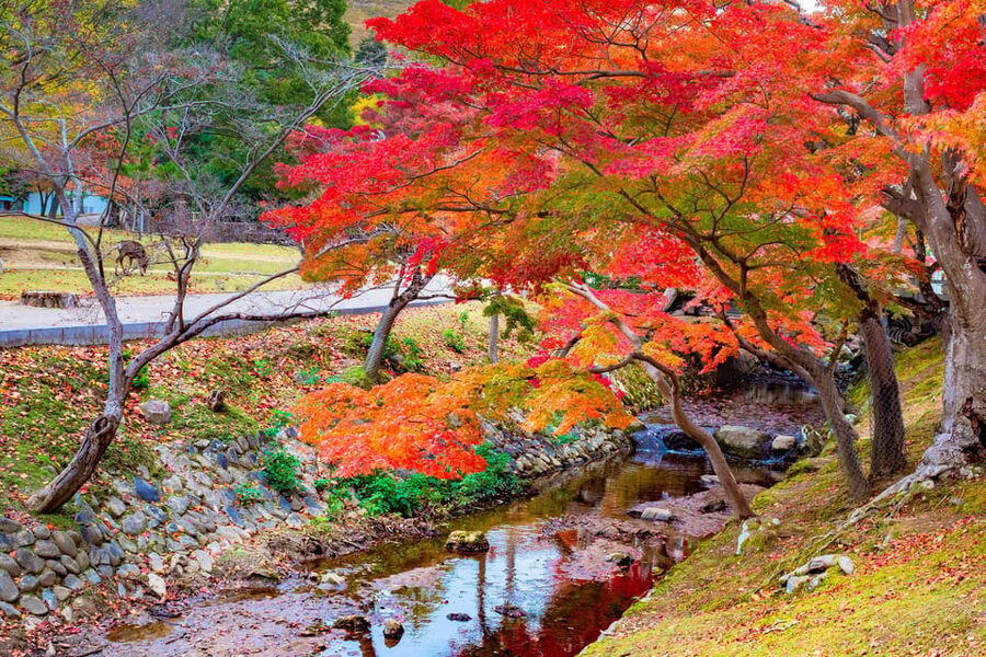 Osaka/Kyoto: Katsuoji, Kinkakuji, Arashiyama 1-Day Bus Tour - How the timing feels in real use