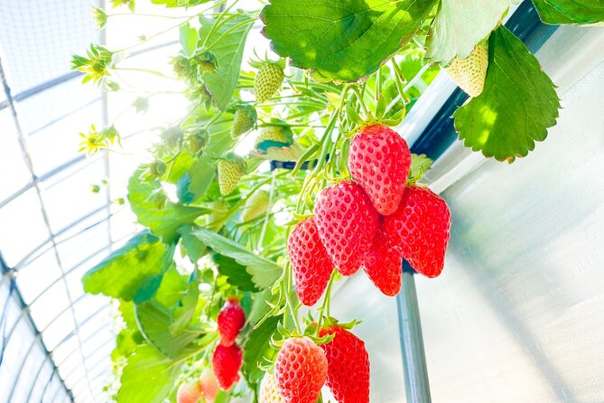 Play with Snow Crab Buffet Lunch and Strawberry Picking Bus Tour - What the price includes, and where the value sits