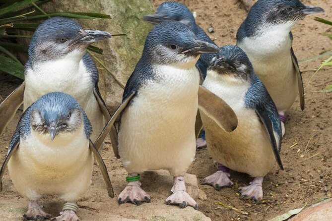 Puffing Billy And Phillip Island Penguin Parade Bus Tour - Comfort, timing, and the return to Melbourne