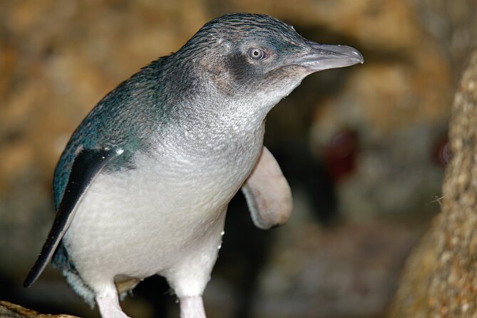 Puffing Billy And Phillip Island Penguin Parade Bus Tour - Who will get the most from this tour?