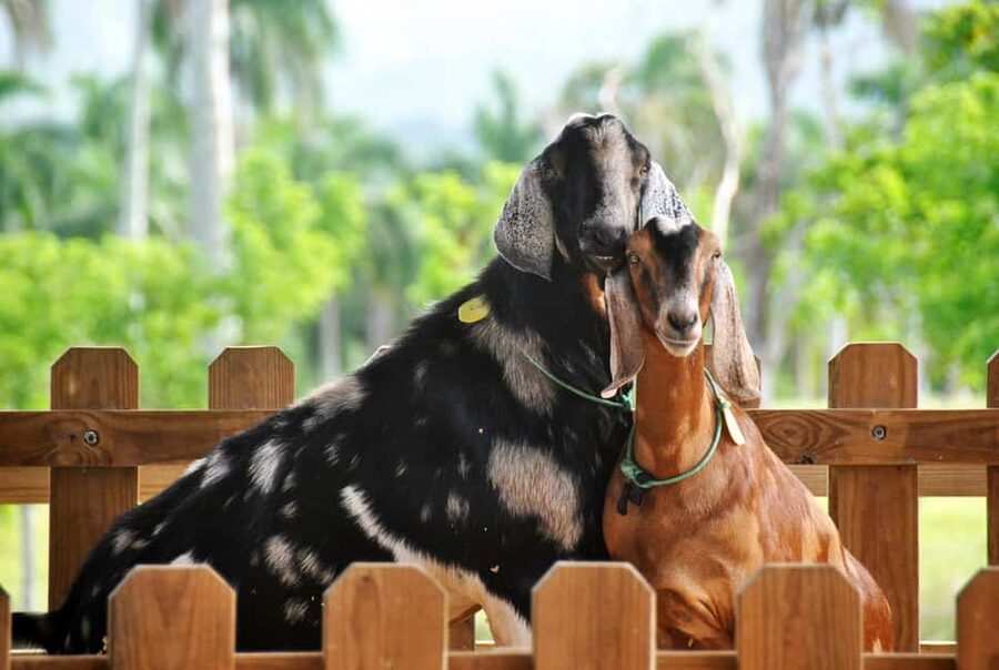 Punta Cana: Xploration Animal Park Bus Tour with Encounters - From Punta Cana to the hills of Nisibon