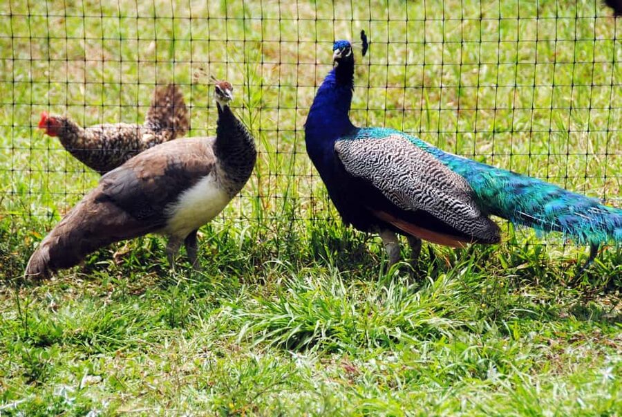 Punta Cana: Xploration Animal Park Bus Tour with Encounters - Meeting rabbits, deer, ostrich, and emu