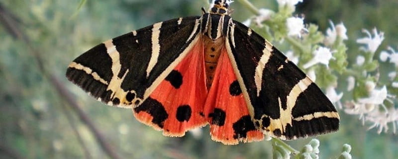 Rhodes: Butterfly Valley and Filerimos Hill Bus Trip - What you get for the $23 price