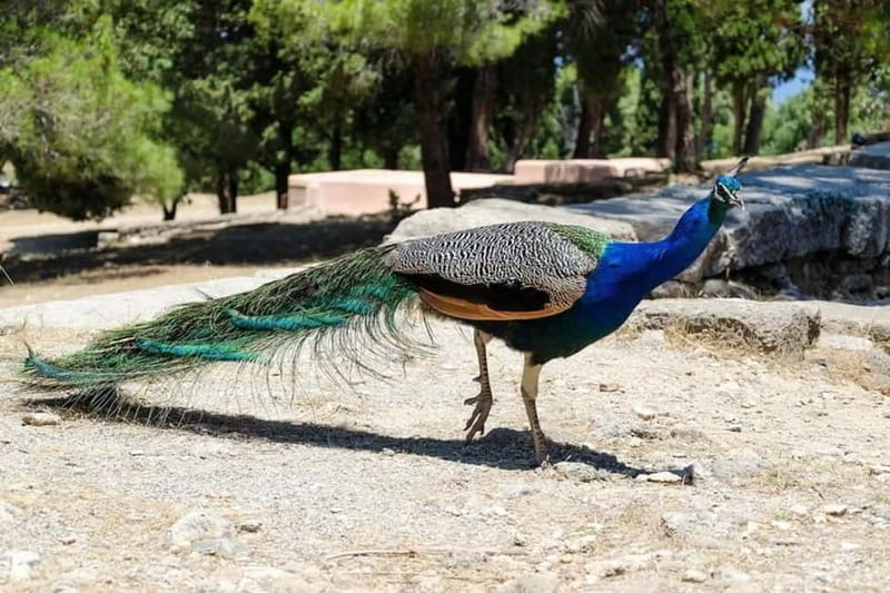 Rhodes: Butterfly Valley and Filerimos Hill Bus Trip - Butterfly Valley: follow the stream uphill