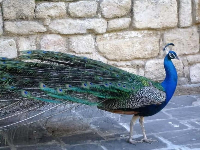 Rhodes: Butterfly Valley and Filerimos Hill Bus Trip - Is the bus better than going independently?