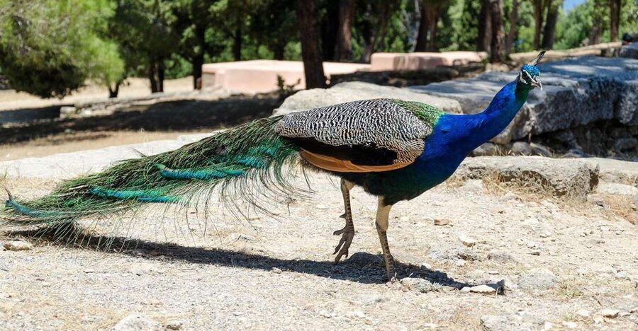 Rhodes: Filerimos Hill and Butterfly Valley Bus Trip - What this Rhodes bus trip really offers