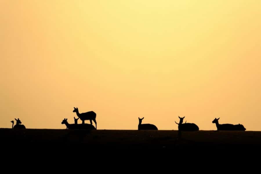 Riyadh: Open-Topped Vehicle Safari at Nofa Wildlife Park - Key points before you book