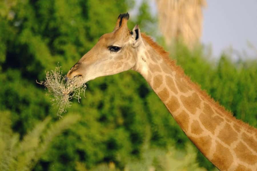 Riyadh: Open-Topped Vehicle Safari at Nofa Wildlife Park - What the Nofa safari is really like