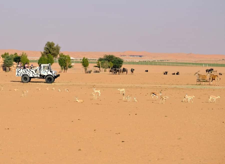 Riyadh: Open-Topped Vehicle Safari at Nofa Wildlife Park - Animals, close views, and giraffe feeding