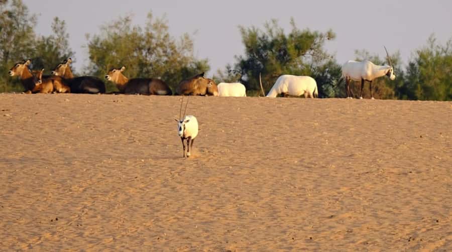 Riyadh: Open-Topped Vehicle Safari at Nofa Wildlife Park - Price and what the $85 covers
