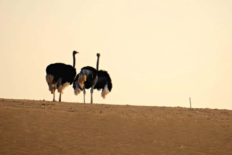 Riyadh: Open-Topped Vehicle Safari at Nofa Wildlife Park - Getting ready for Riyadh’s sun and heat