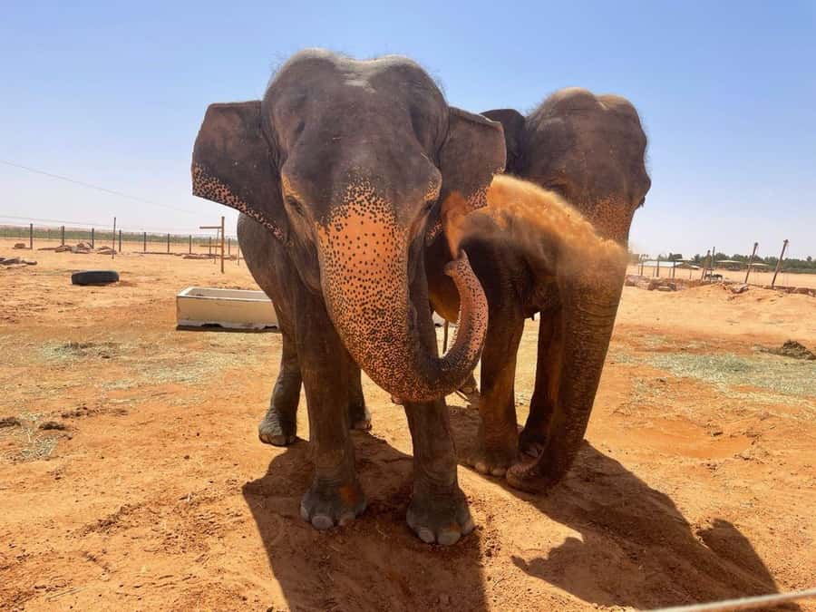 Riyadh: Open-Topped Vehicle Safari at Nofa Wildlife Park - Who will enjoy this most