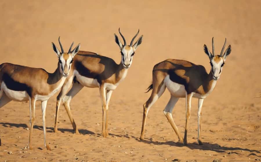 Riyadh: Open-Topped Vehicle Safari at Nofa Wildlife Park - The ride through the desert setting