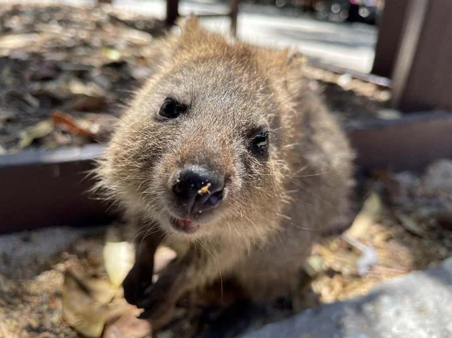 Rottnest Island Ferry and 1.75 Hr Bus Tour - Why an early ferry makes sense