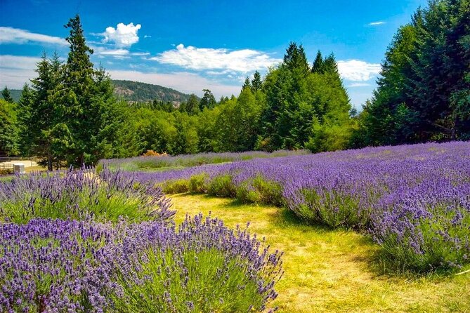 Salt Spring Island "Artisan Trail" Hop On Hop Off Tour! - Salt Spring Brewing Co. and its mountain setting