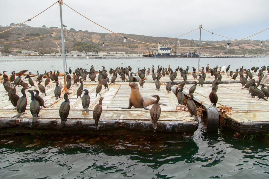 San Diego: SEAL City Tour by Amphibious Bus - USS Midway, Star of India, and the old Police Headquarters