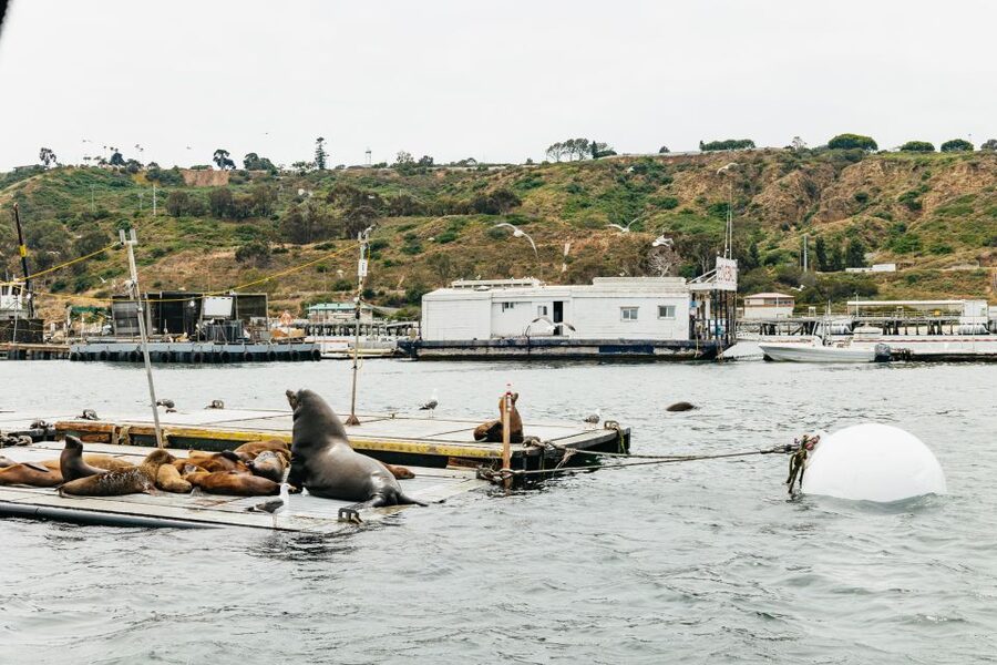 San Diego: SEAL City Tour by Amphibious Bus - Who should take the SEAL City Tour?