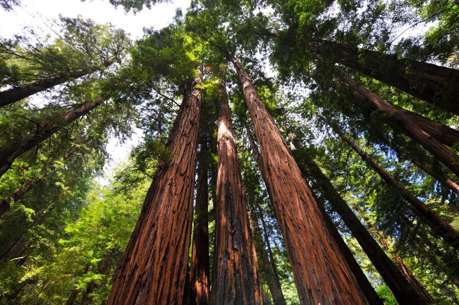 San Francisco: Hop-On Hop-Off + Muir Woods Tour - Why this combination works well