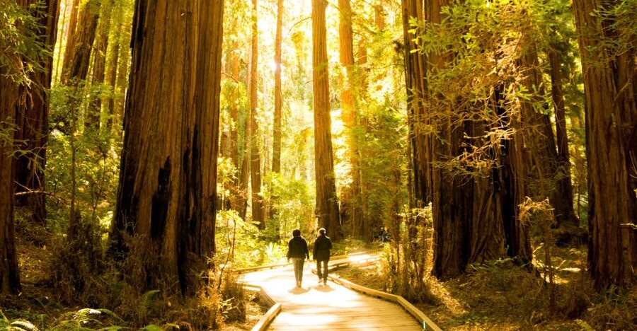 San Francisco: Hop-On Hop-Off + Muir Woods Tour - Sausalito for shops, galleries, and bay views