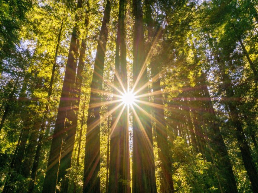 San Francisco: Hop-On Hop-Off + Muir Woods Tour - Using the two-day city bus pass