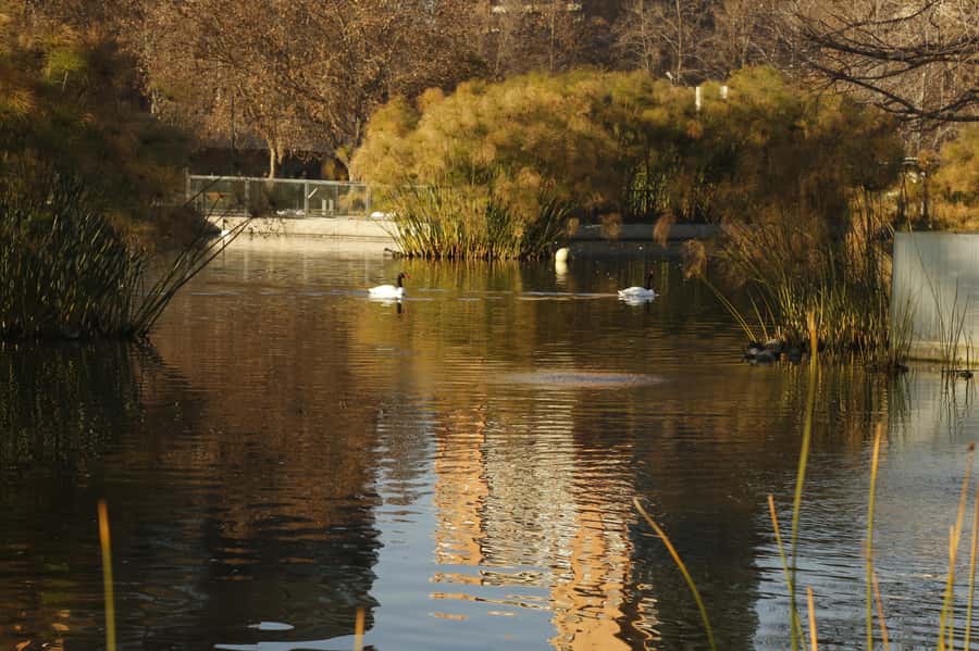 Santiago Half-Day Walking Tour with Hotel Pick up & Brunch - Parks, art, and the city’s modern side