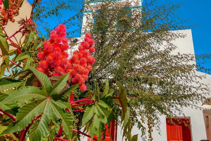 Santorini: Traditional Sightseeing Bus Tour with Oia Sunset - What the $69 price really includes