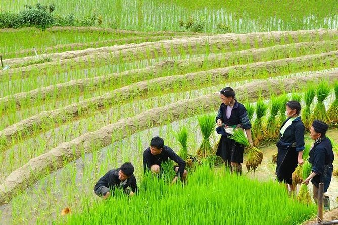 Sapa Trekking Tour 2 Days 1 Night By Bus - Cat Cat Village: worth it or too commercial?