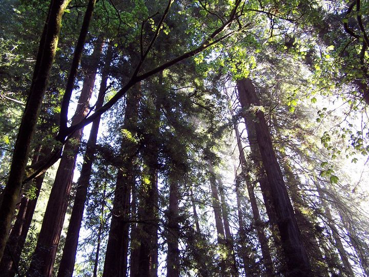 SF: Guided Muir Woods Tour & Hop-On Hop-Off Tour (Save 15%) - Key details to know before you book